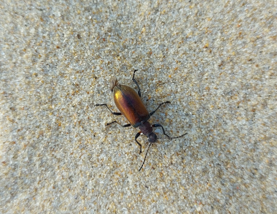 beetle on sand dune